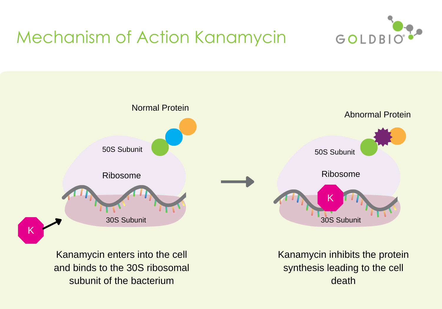 19 Common Questions About Kanamycin GoldBio